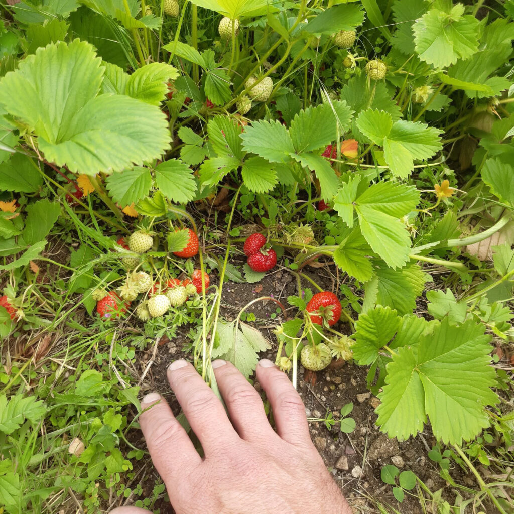 Fraisiers en pleine terre avec des fraises mûres, chez Fruits Avenir Nature