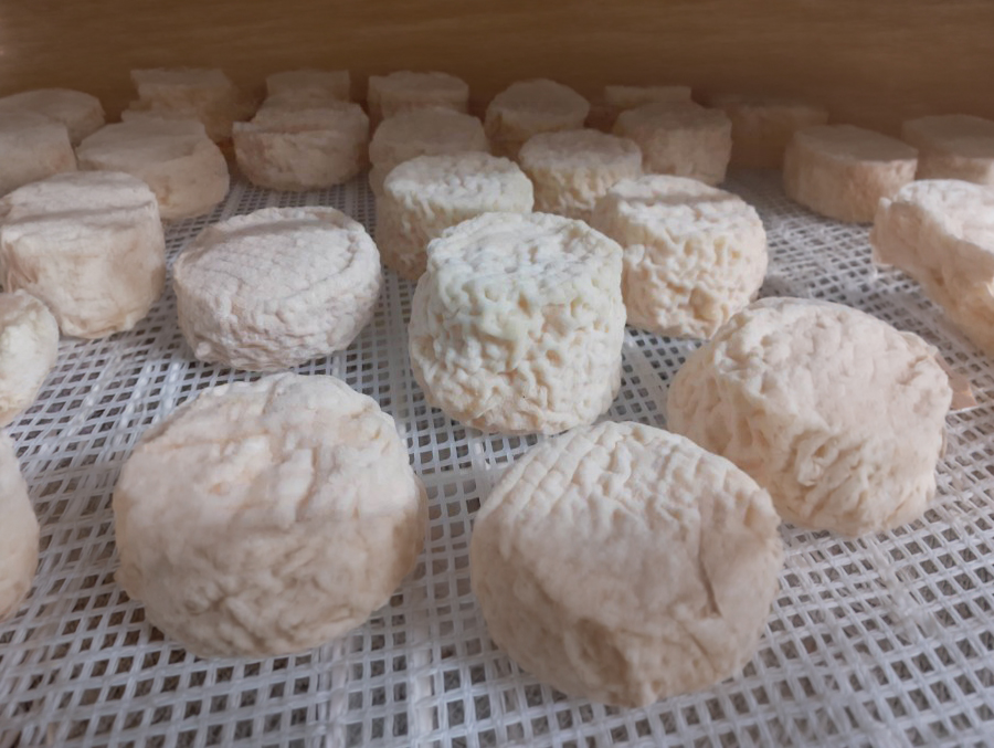 Fromages frais de chèvre en affinage sur une claie