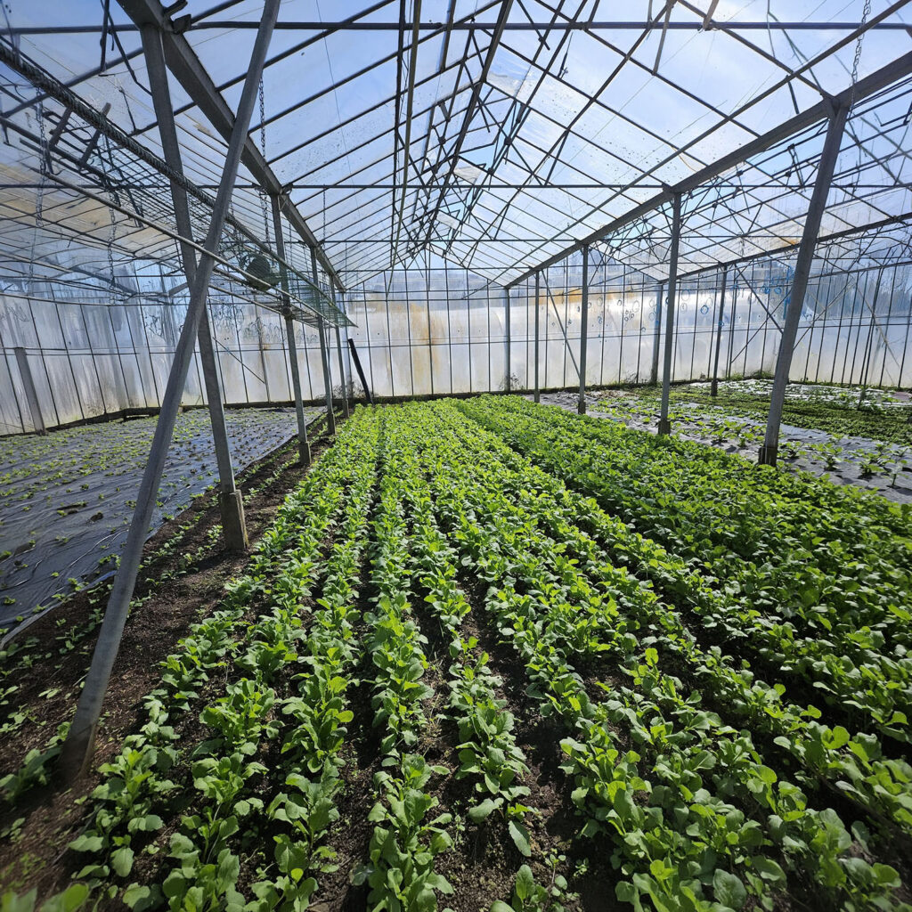 Rangs de salades et de jeunes légumes sous la serre de La Vallotte