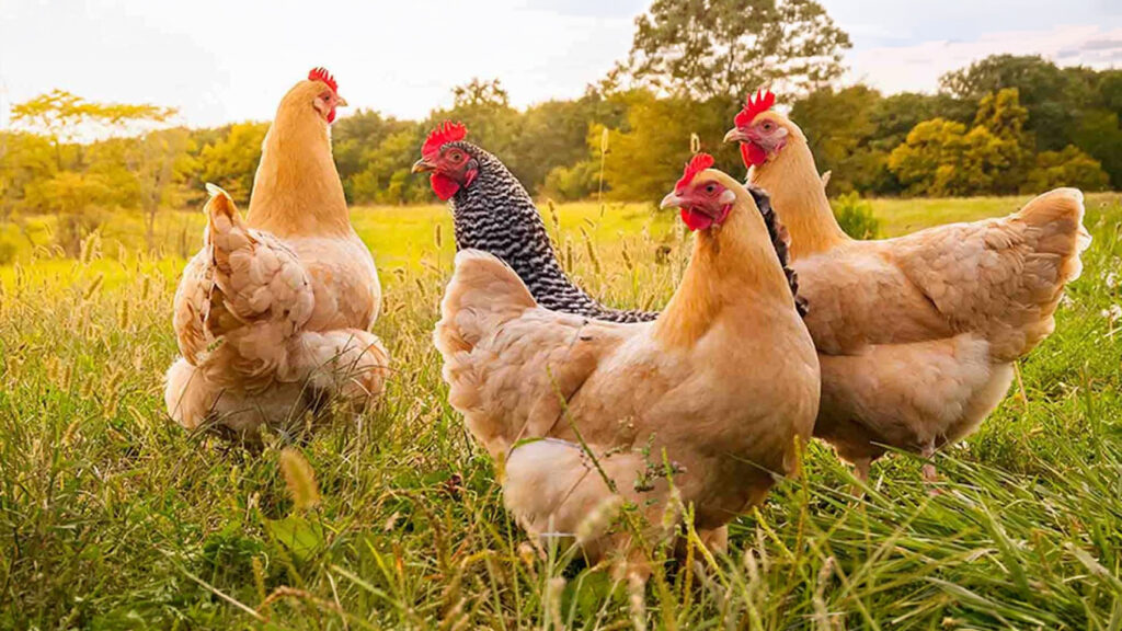 Poules élevées en plein air dans une prairie
