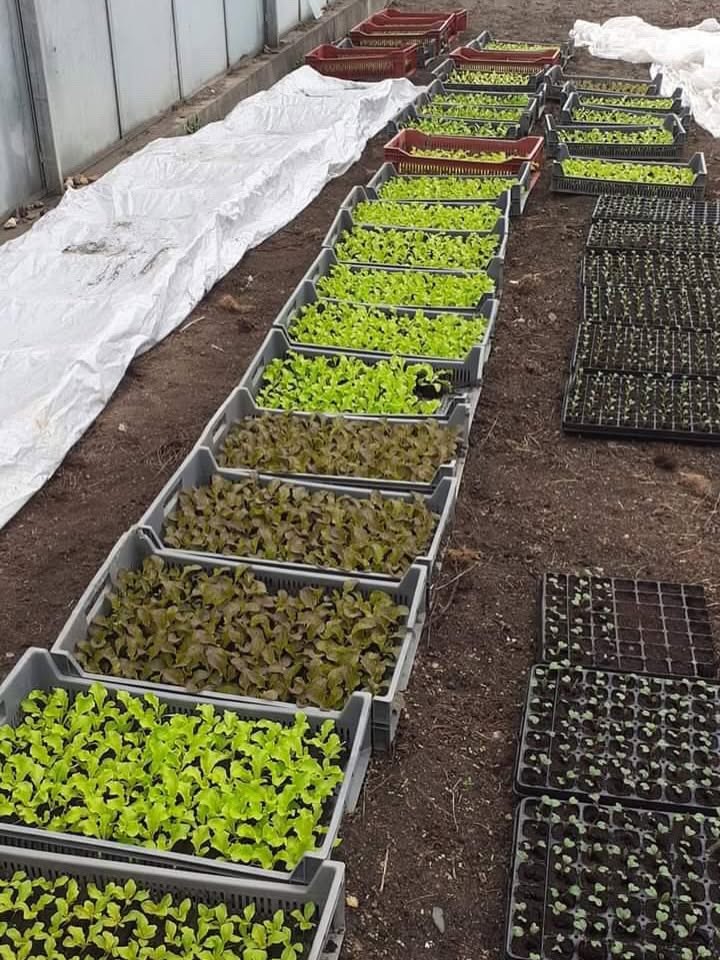 Semis et plants en caisses sous la serre