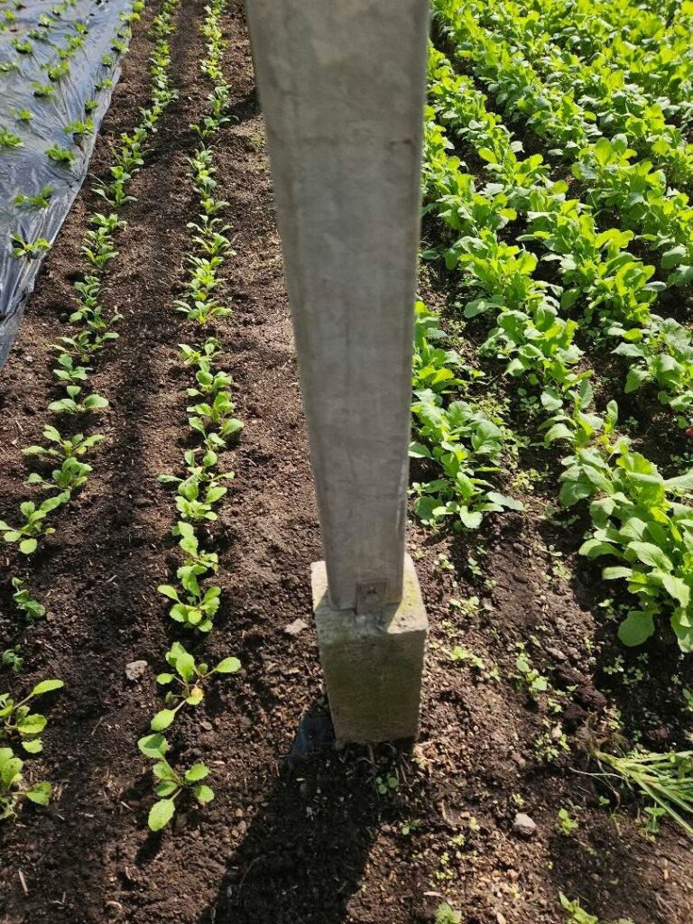 Jeunes plants en pleine terre
