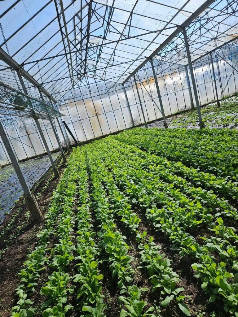 Rangs de jeunes plants sous la serre