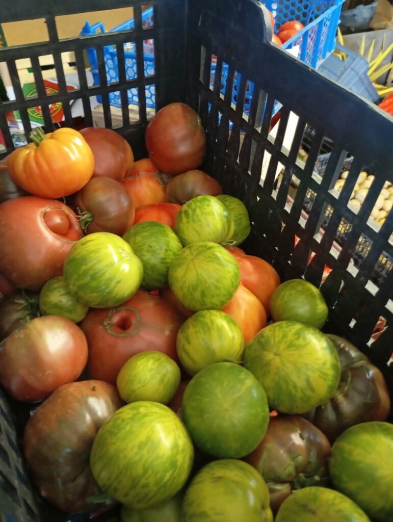 Tomates anciennes de toutes les couleurs