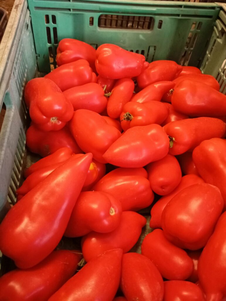 Caisse de tomates rouges